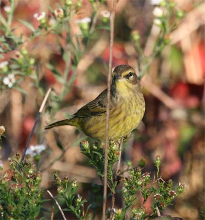 Palm Warbler