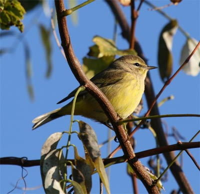 Palm Warbler