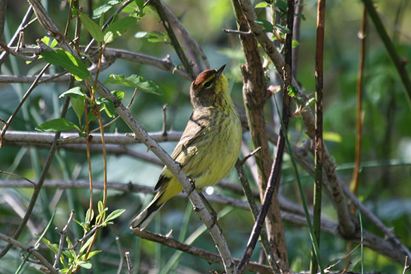 Palm Warbler