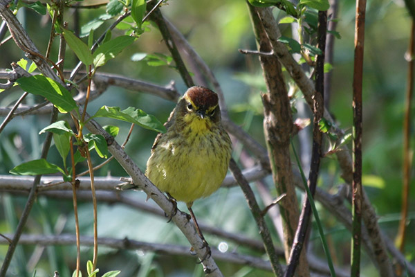 Palm Warbler