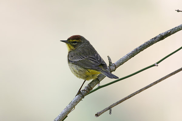 Palm Warbler