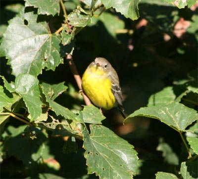 Magnolia Warbler