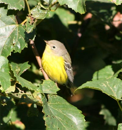 Magnolia Warbler