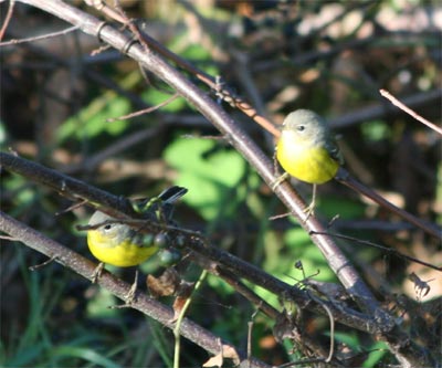 ParulasMagnolia Warbler
