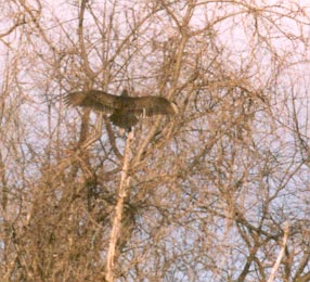 Perched Turkey Vulture