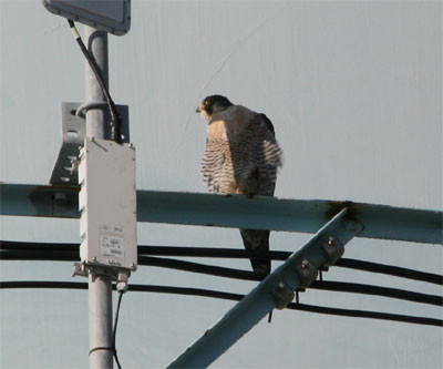 Peregrine Falcon