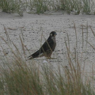 Peregrine Falcon