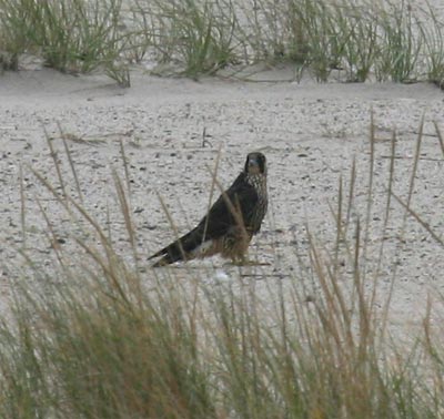 Peregrine Falcon