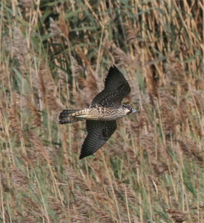 Peregrine Falcon