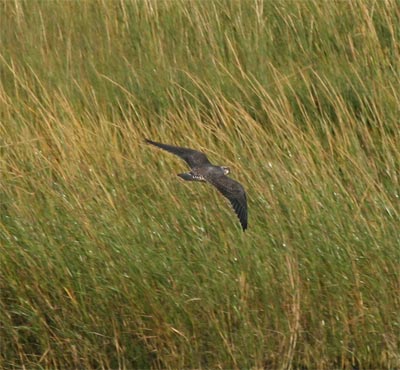 Peregrine Falcon