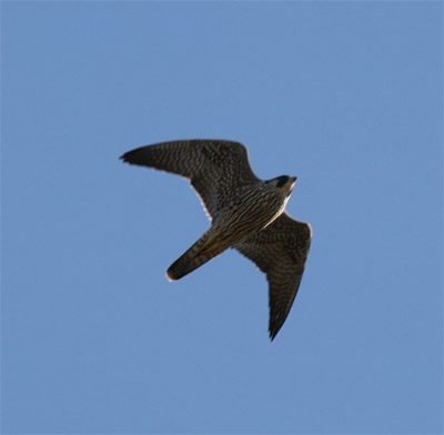 Peregrine Falcon