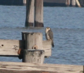 Peregrine Falcon