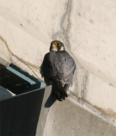 Peregrine Falcon