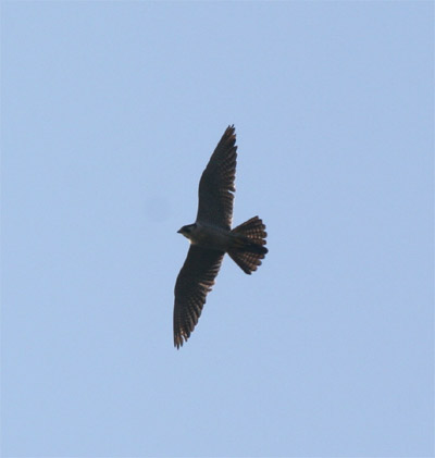 Peregrine Falcon