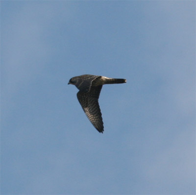 Peregrine Falcon