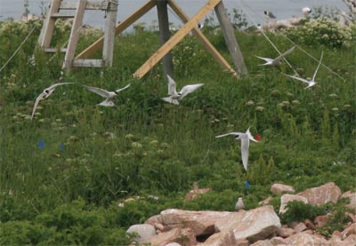 Petit Manan Terns