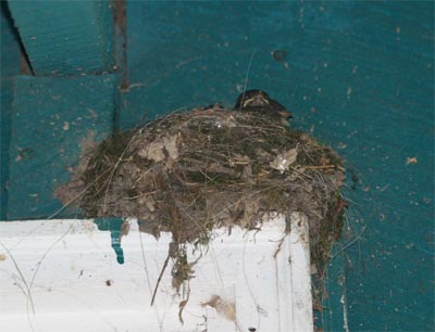 Eastern Phoebe nest