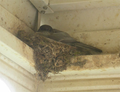 Eastern Phoebe on nest