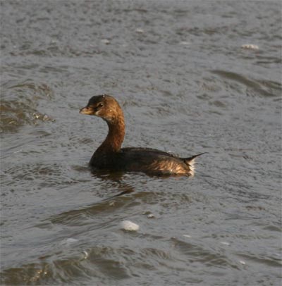 Pied-billed Grebe