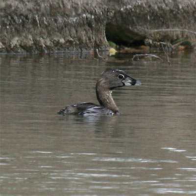 Pied-billed Grebe