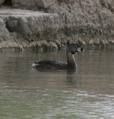 Pied-billed Grebe