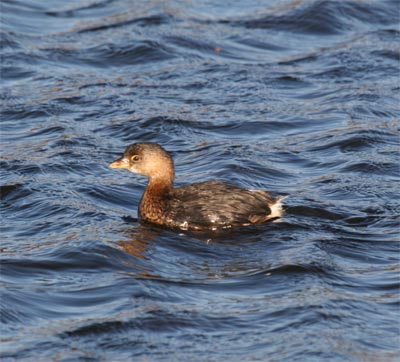 Pied-billed Grebe