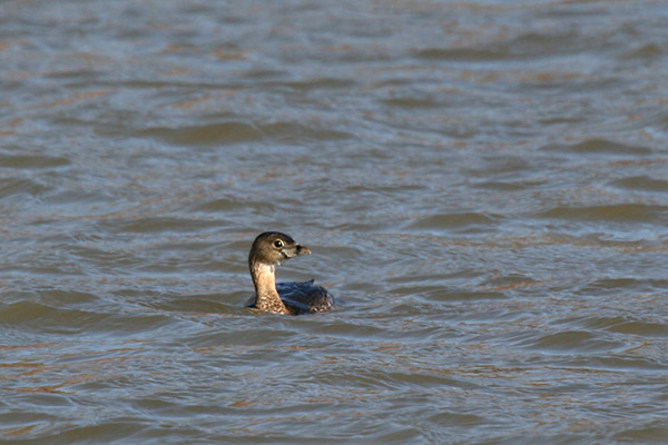 Pied-billed Grebe