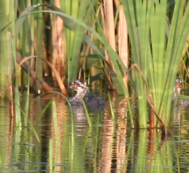 Pied-billed Grebe