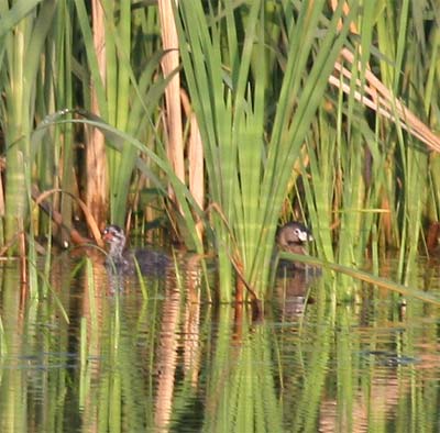 Pied-billed Grebe