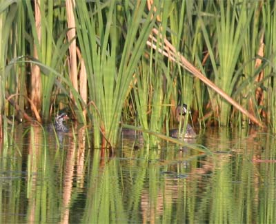 Pied-billed Grebe