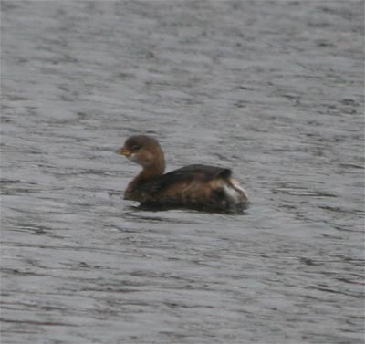 Pied-billed Grebe