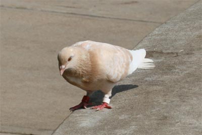 Rock Dove