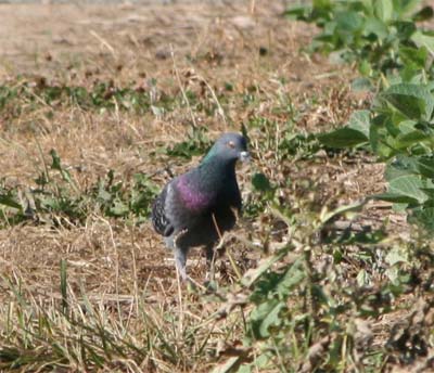 Rock Dove