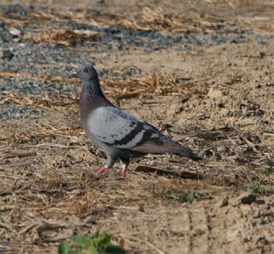 Rock Dove