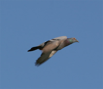 Rock Dove