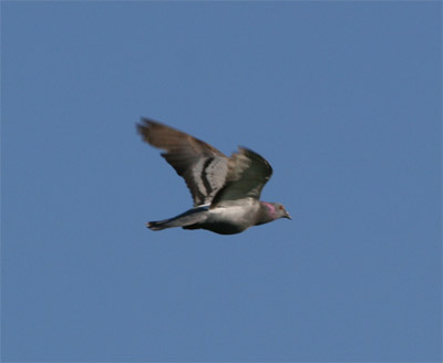 Rock Dove