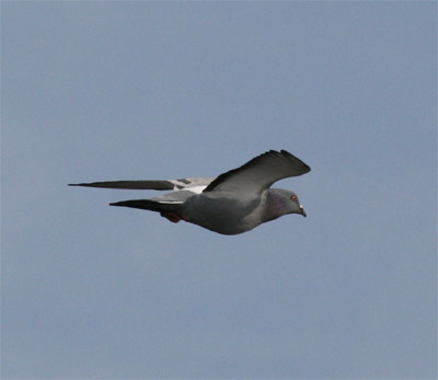 Rock Dove