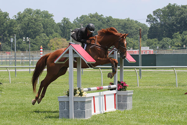 pimlicohorseshow2015_0834