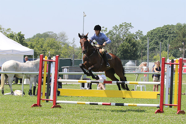 pimlicohorseshow2015_1699