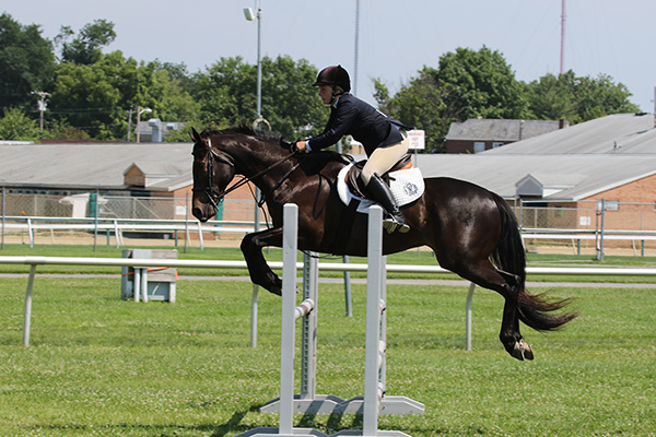 pimlicohorseshow2015_2086