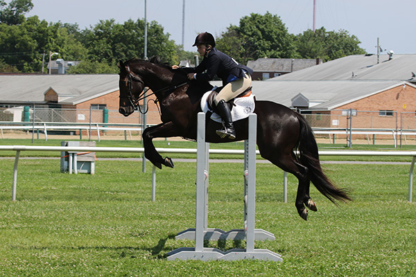 pimlicohorseshow2015_2139