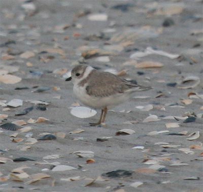 Piping Plover