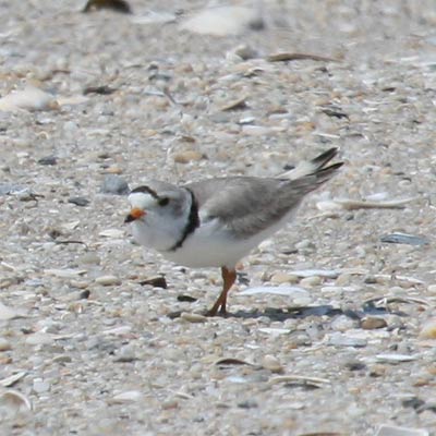 Piping Plover