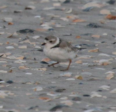 Piping Plover