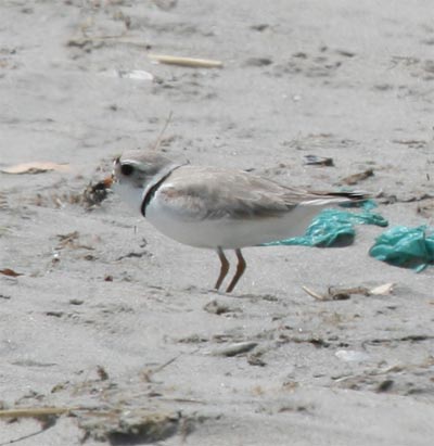 Piping Plover