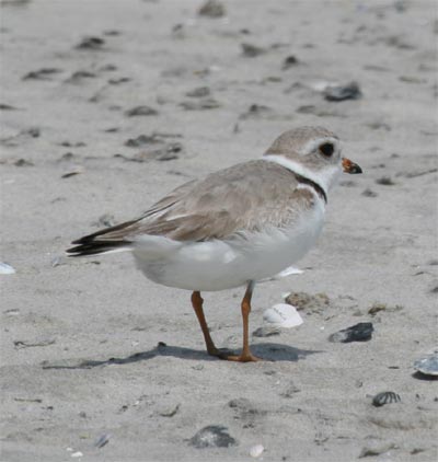 Piping Plover