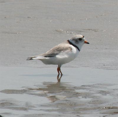 Piping Plover