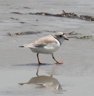 Piping Plover