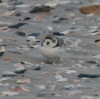 Piping Plover