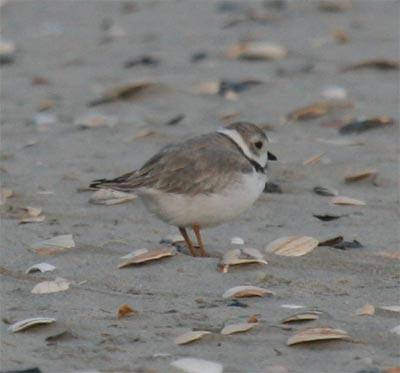 Piping Plover